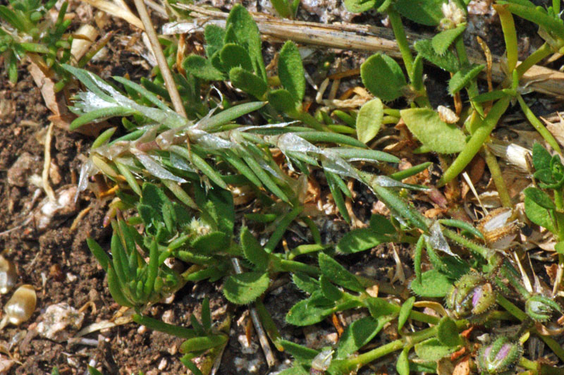 Herniaria litardierei / Erniaria a foglie larghe